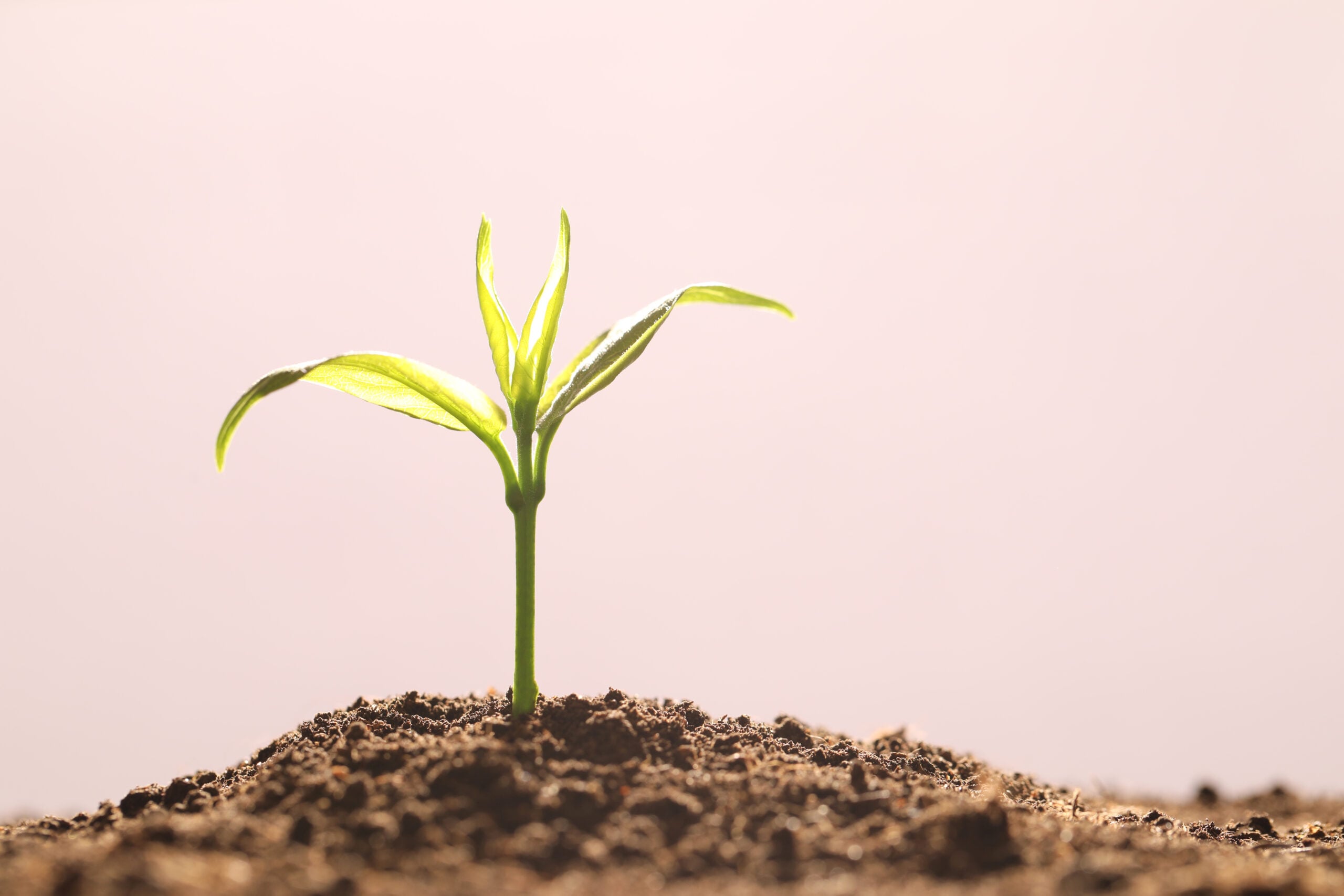 From opportunity discovery to go-to-market: incubating a new data centre venture for a Nasdaq-100 hardware company