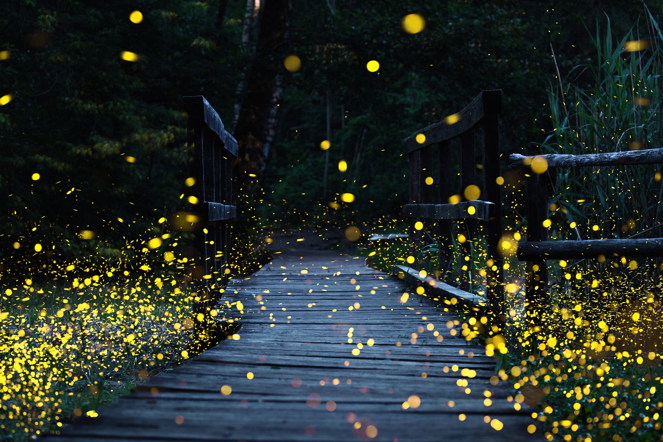 Photonics for telcos: Follow the light